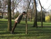 Messieurs Delmotte, Frontal Tree