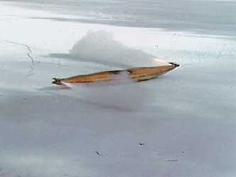 Roman Signer, Kajak, 2000