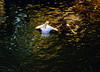 Sharon Lockhart, Pine Flat, 2005